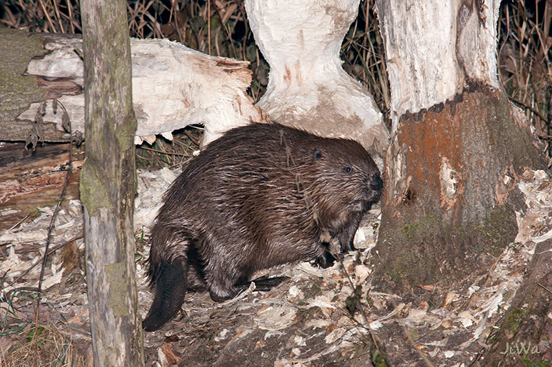 Euroasian beaver