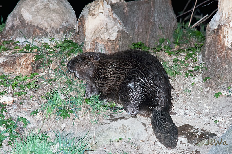 Euroasian beaver