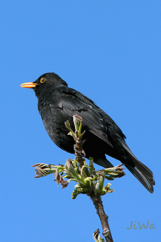 Euroasian Blackbird