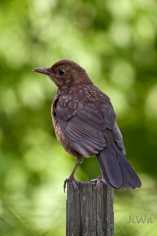 Euroasian Blackbird
