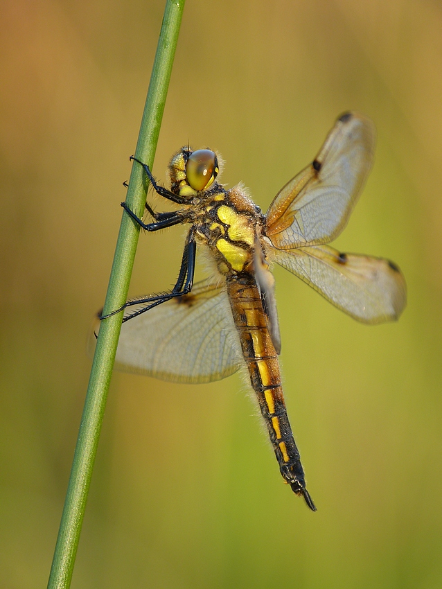 Four-spotted Chaser
