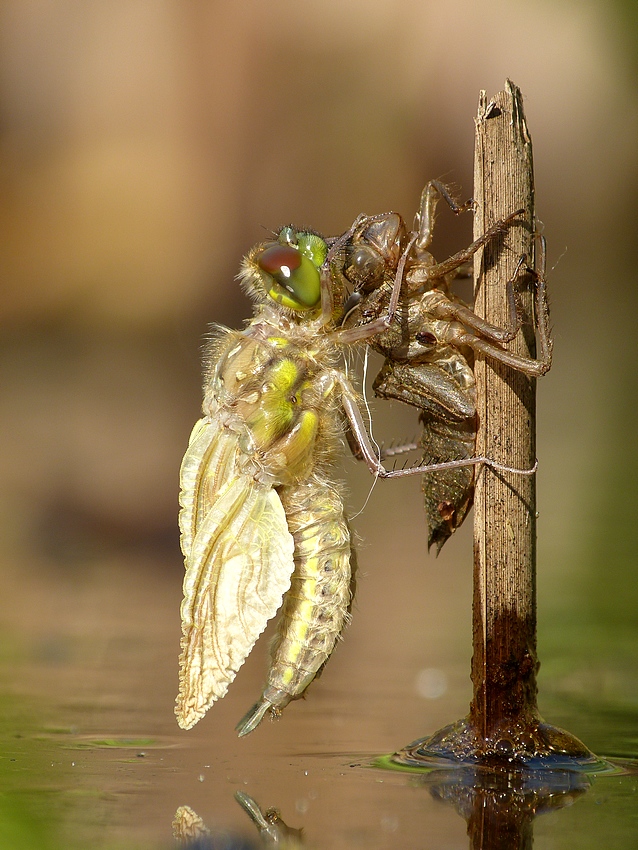 Four-spotted Chaser