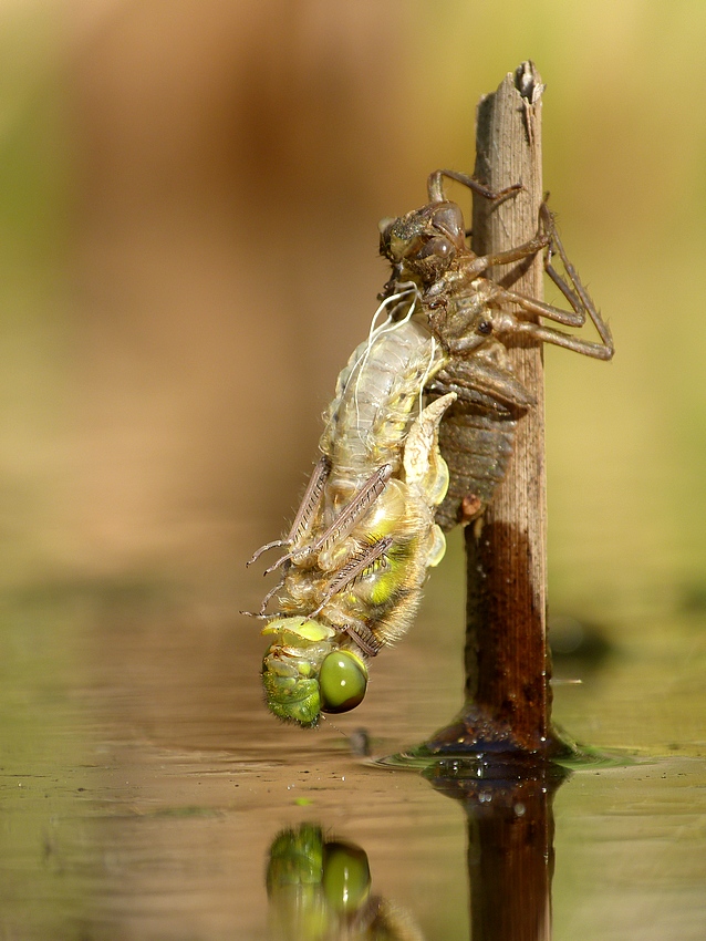 Four-spotted Chaser