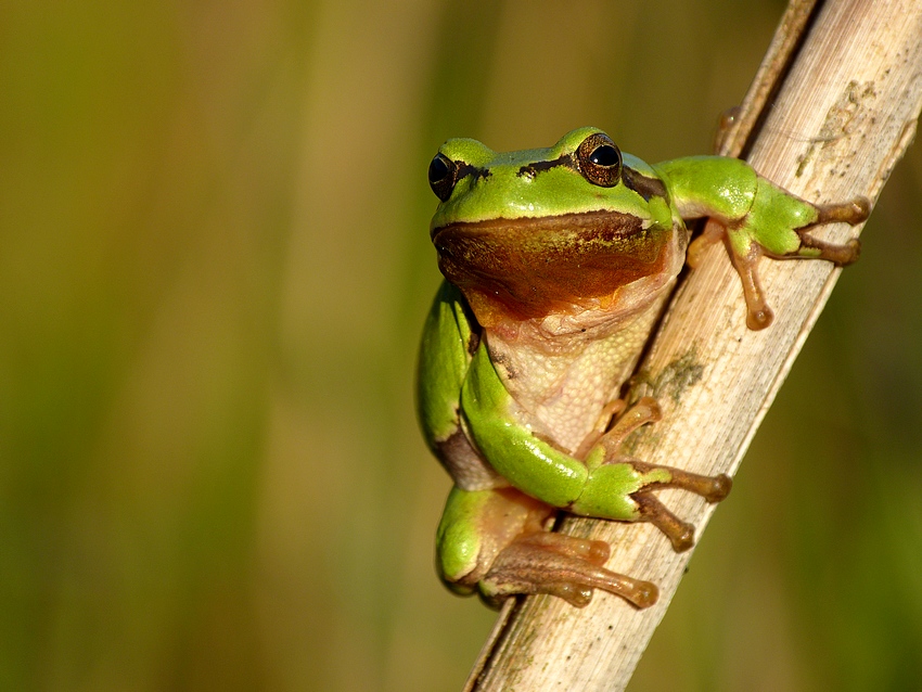 European tree frog