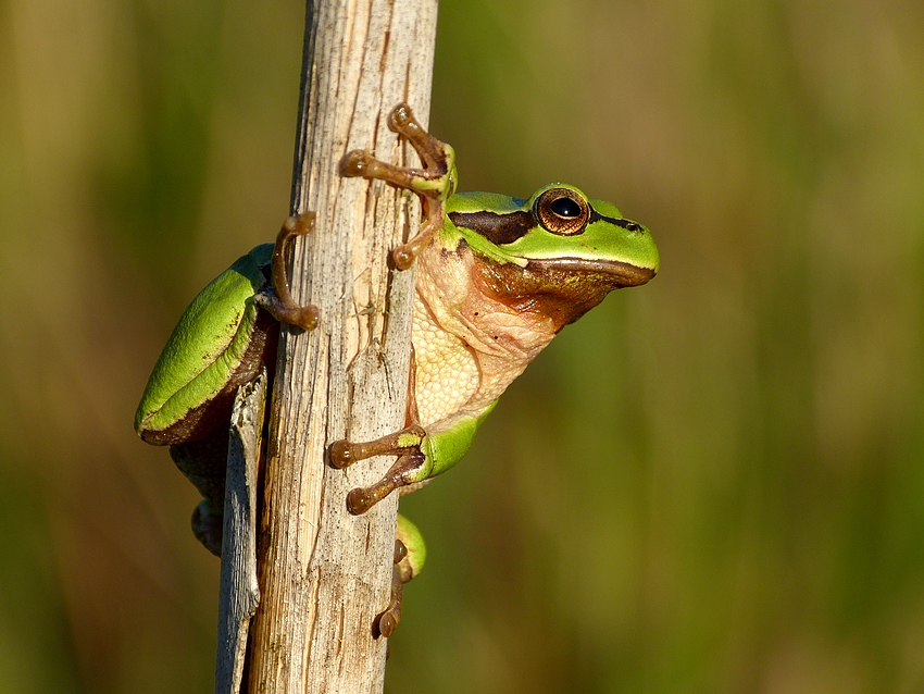 European tree frog