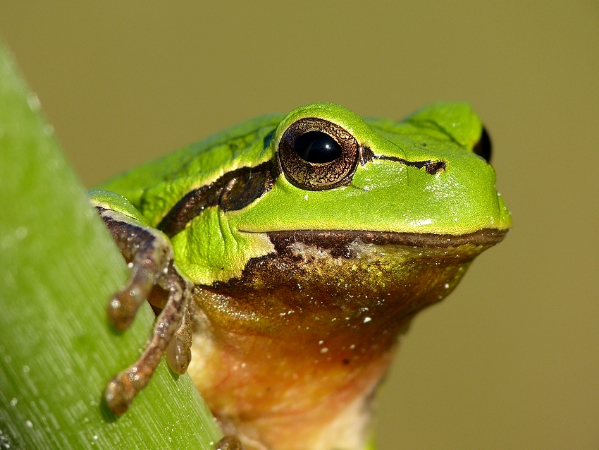 European tree frog