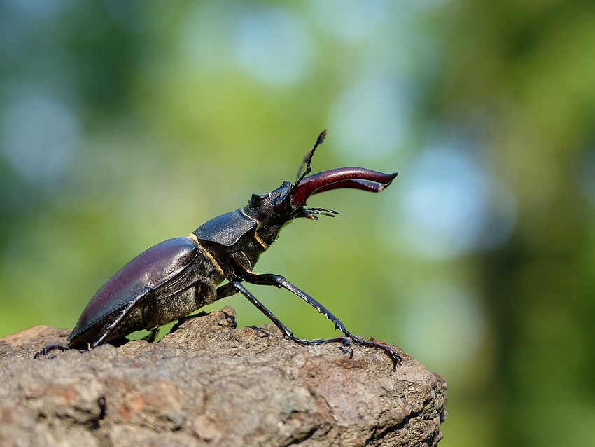 Stag Beetle