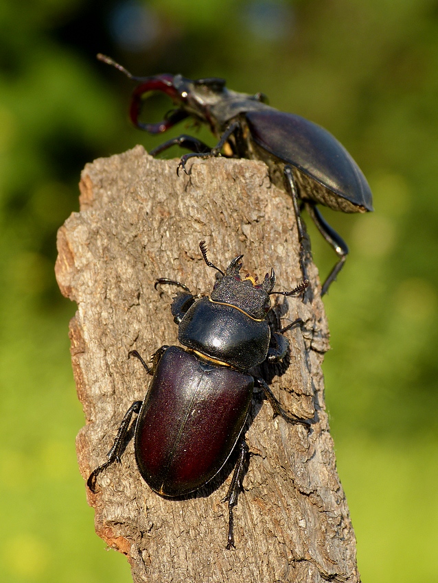 Stag Beetle