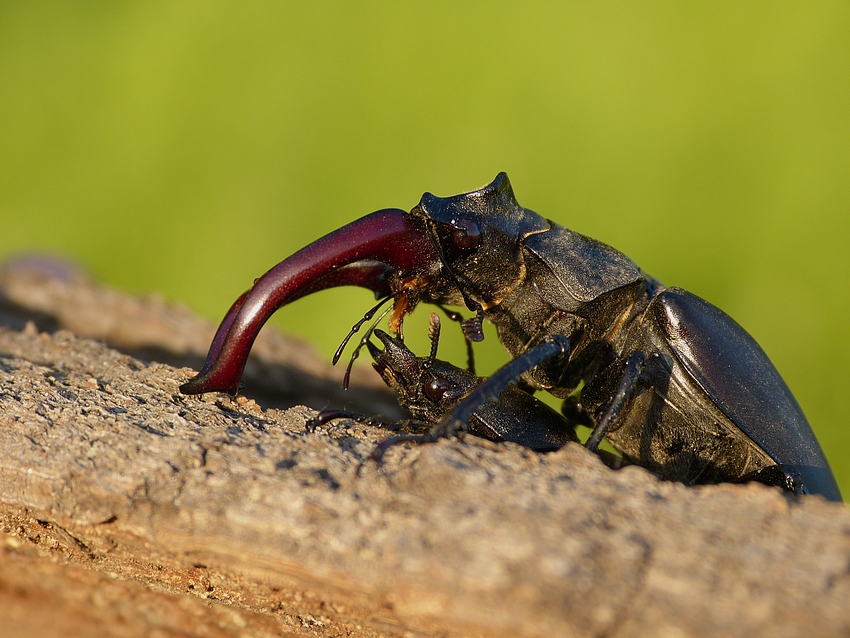Stag Beetle