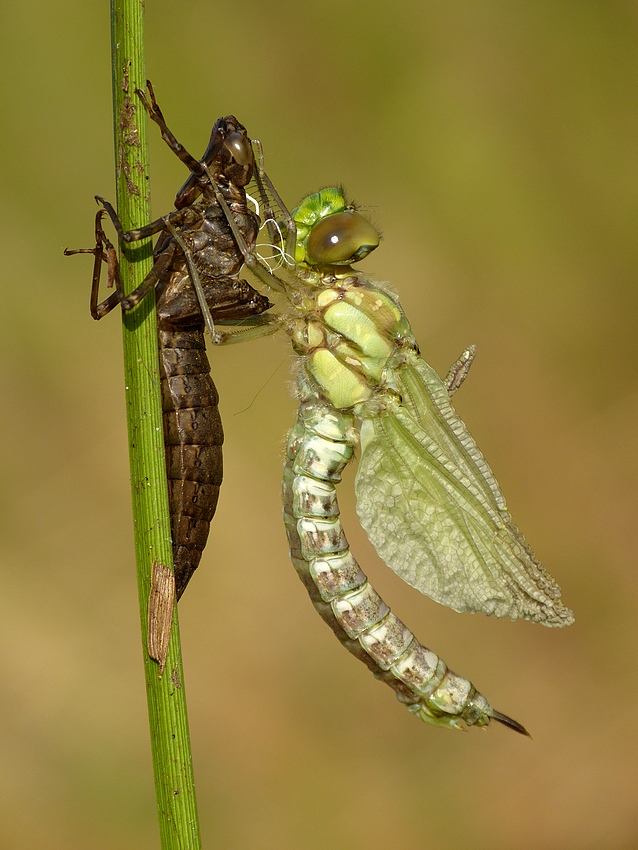 Southern Hawker