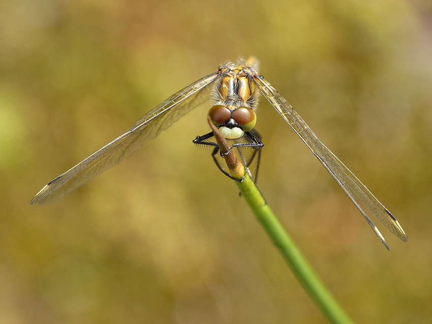 Black Meadowhawk