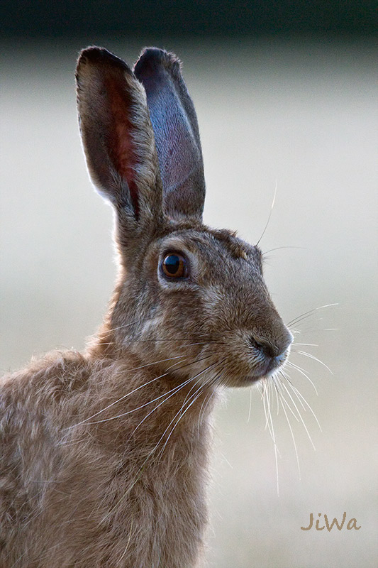 Brown hare
