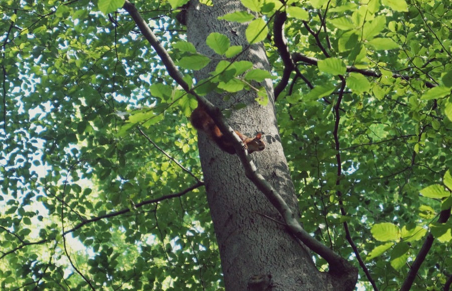 squirrel