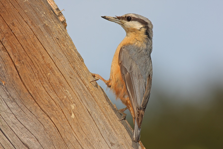 Sita europaea