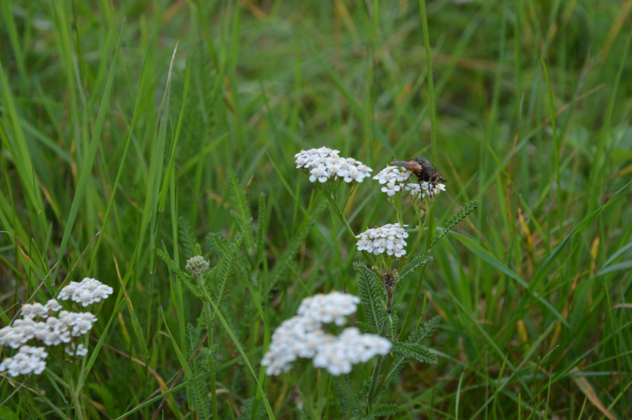 house fly