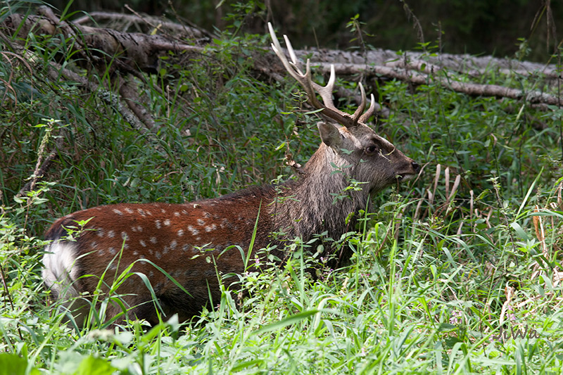 Sika deer