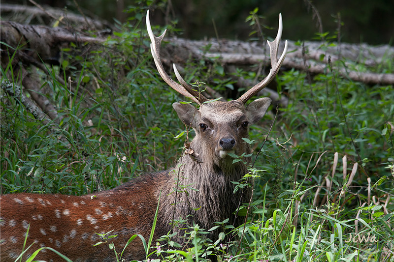 Sika deer
