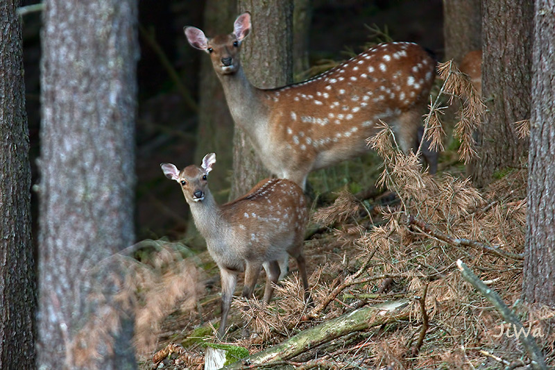 Sika deer