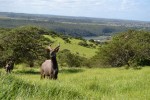 nyala