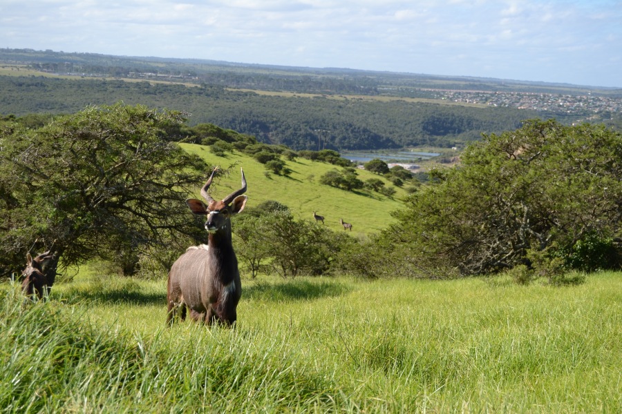 nyala