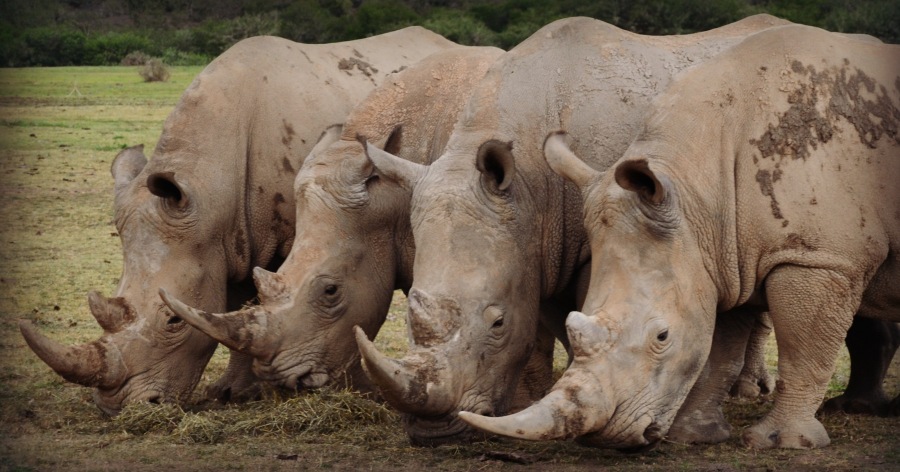 rhino