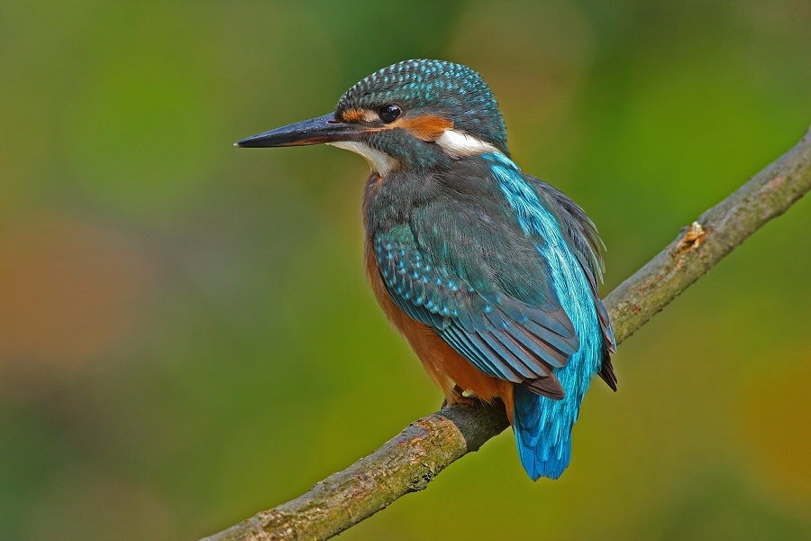 Kingfisher 
