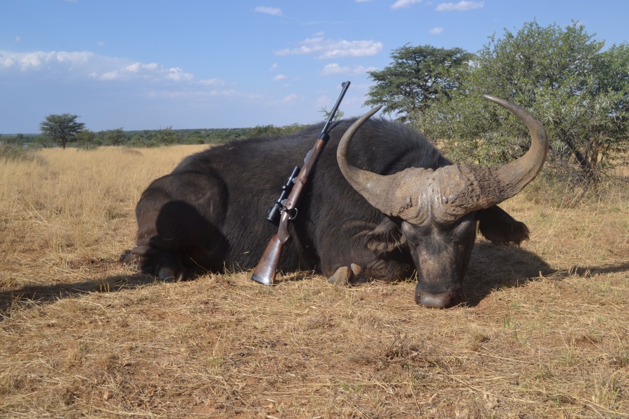 buffalo
