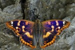 batolec červený (Apatura ilia)