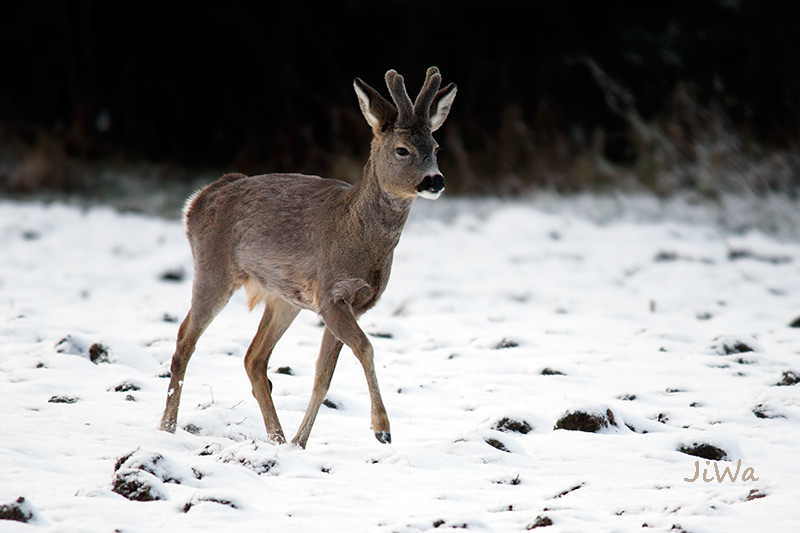 Roe deer