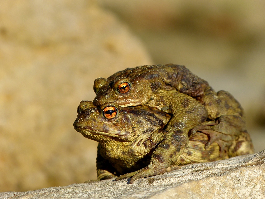 Toad