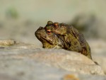 Ropucha obecná 