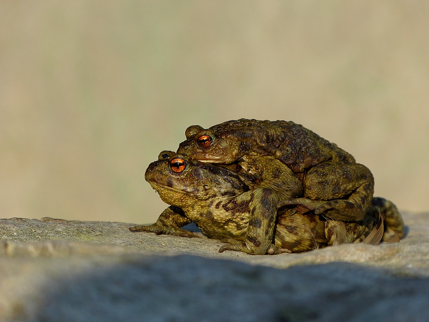 Toad