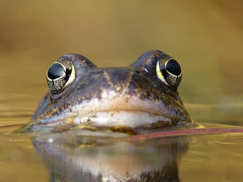 Agile Frog