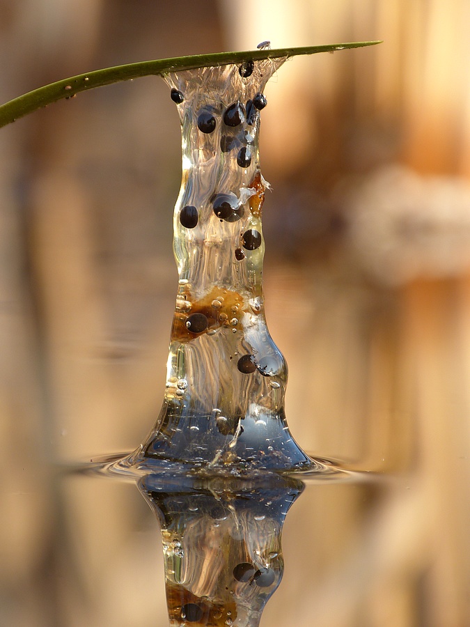 Agile Frog