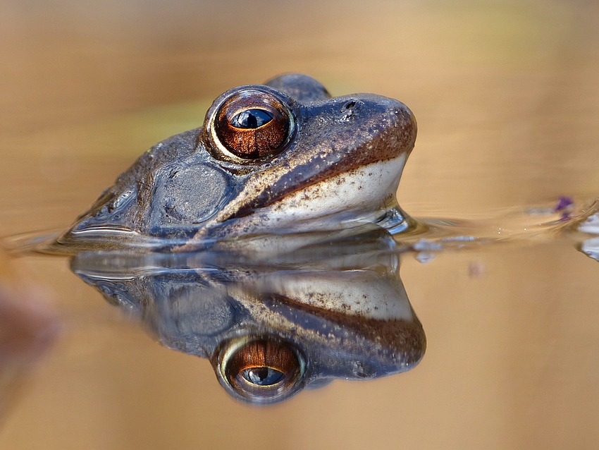 Agile Frog
