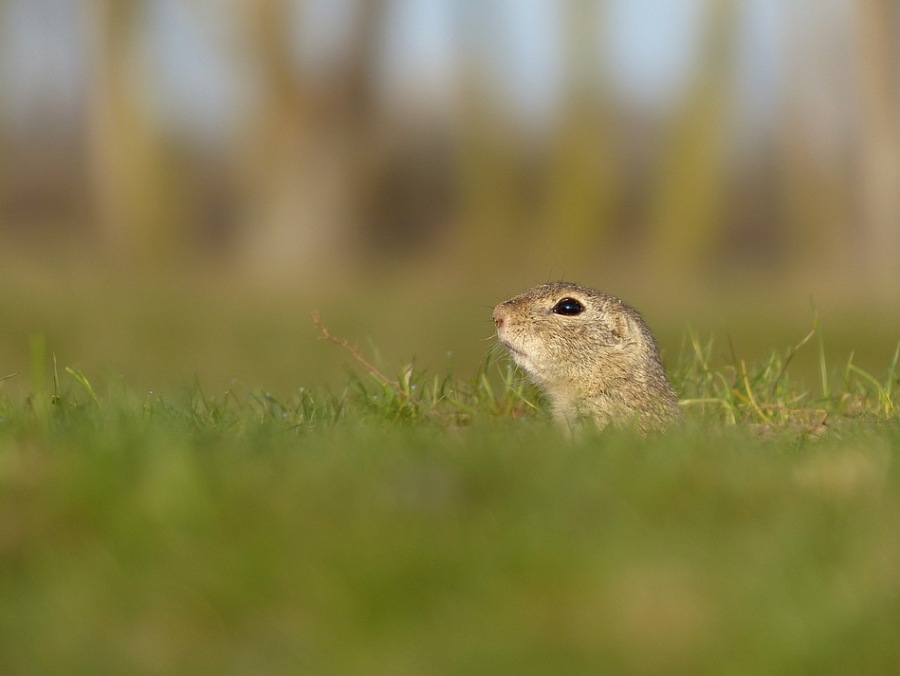European Ground Squirrel 