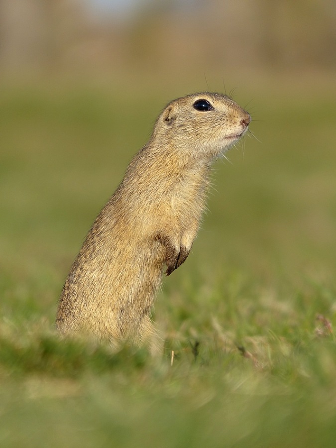 European Ground Squirrel 