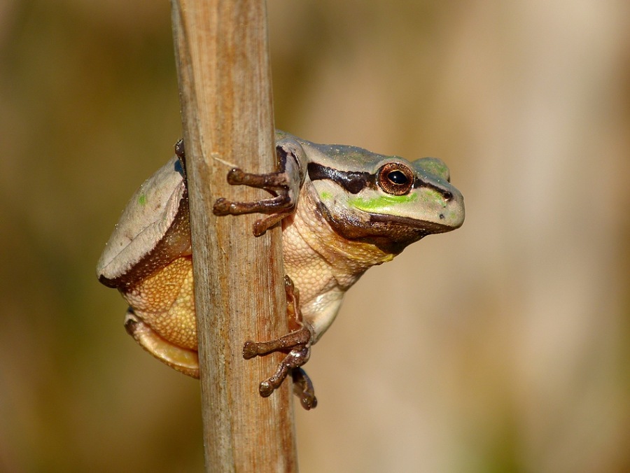 European tree frog 