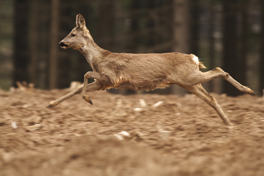 Roe Deer