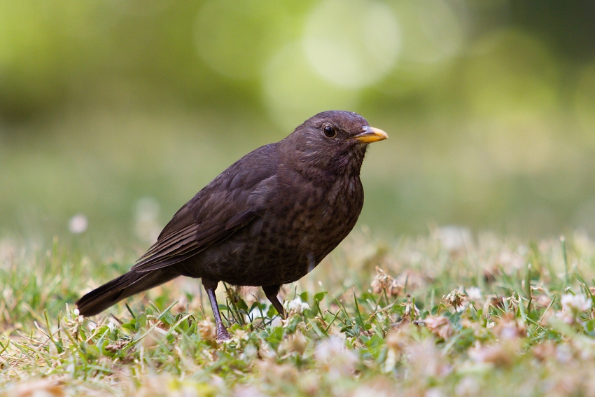 Eurasian Blackbird