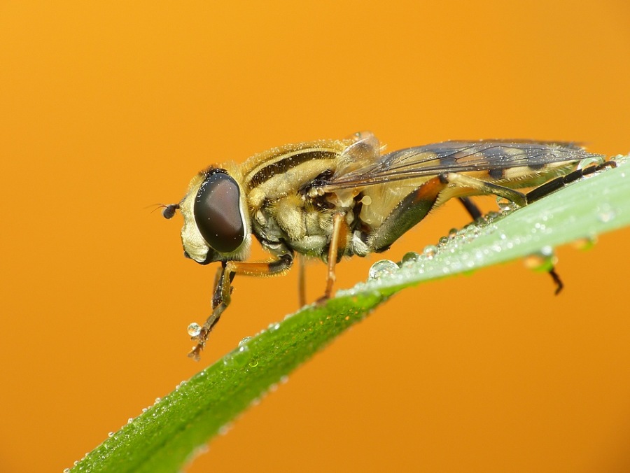 species