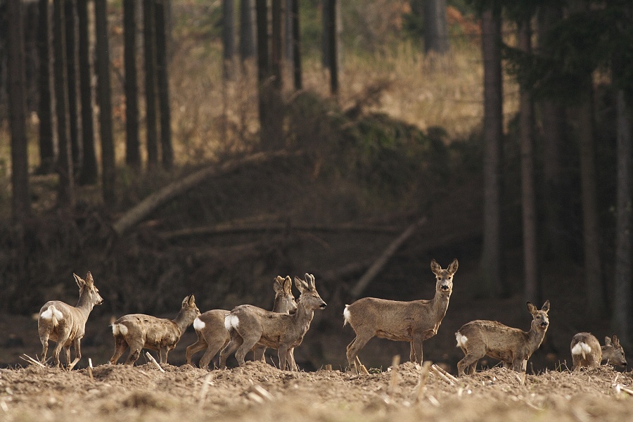 Roe Deer