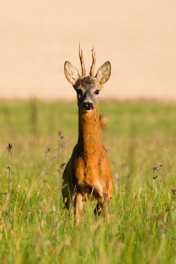 Roe deer