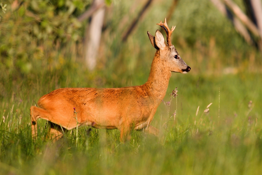 Roe deer