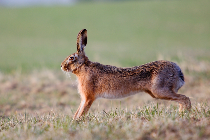 Brown Hare  