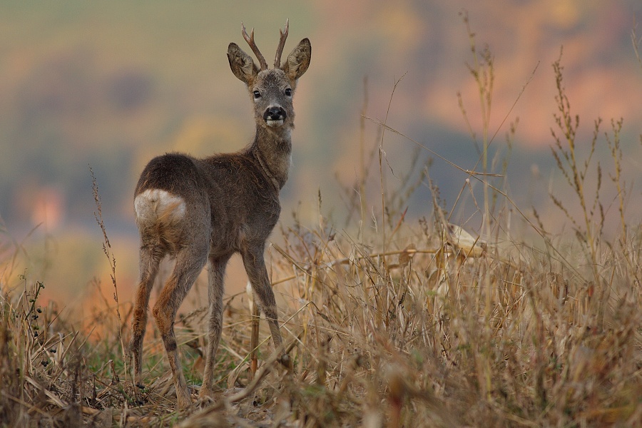 Roe Deer