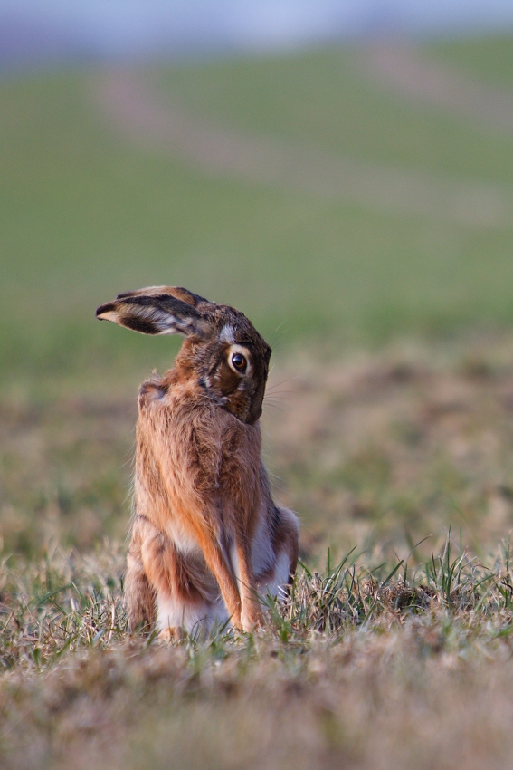 Brown Hare  