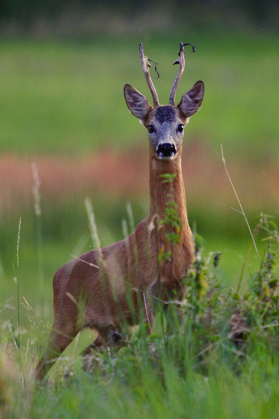 Roe deer