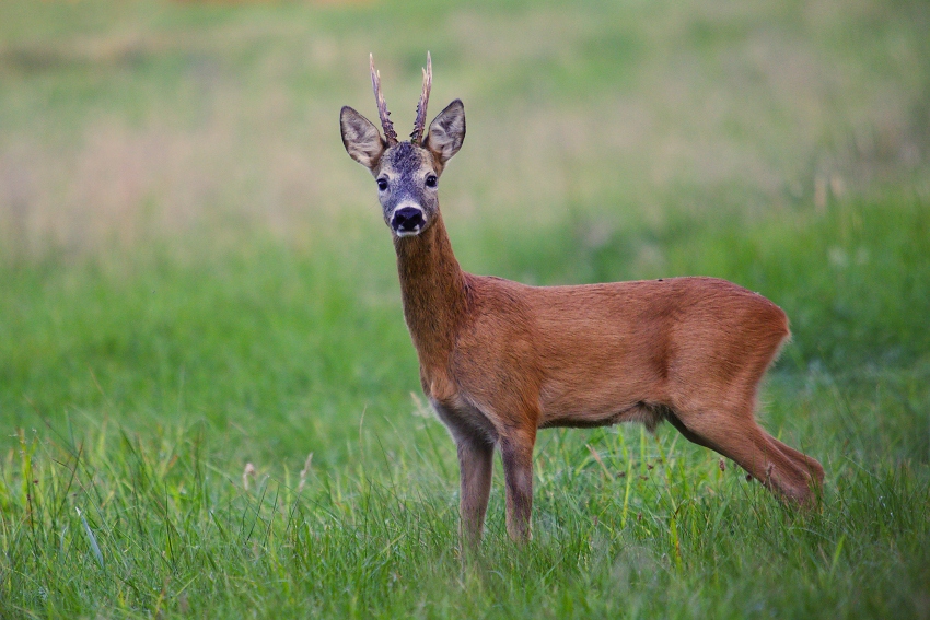 Roe deer