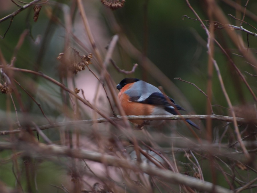Eurasian bullfinch